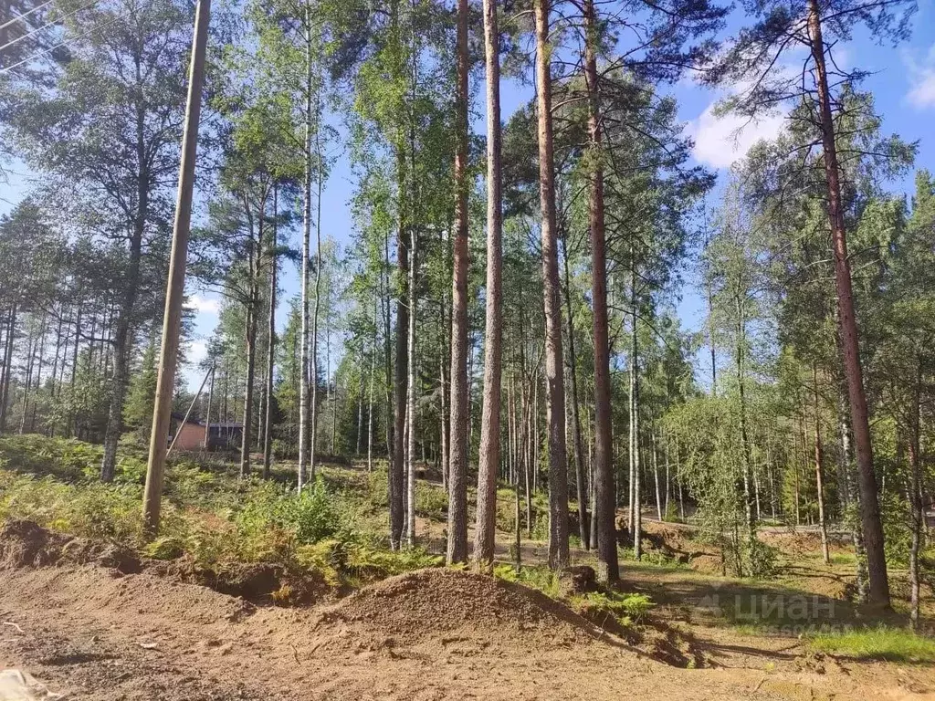 Участок в Ленинградская область, Всеволожский район, Куйвозовское ... - Фото 0