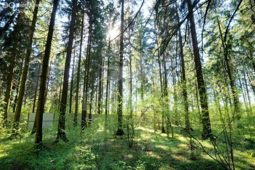 Участок в деревня Бородки, посёлок Грибово (49.8 м) - Фото 1