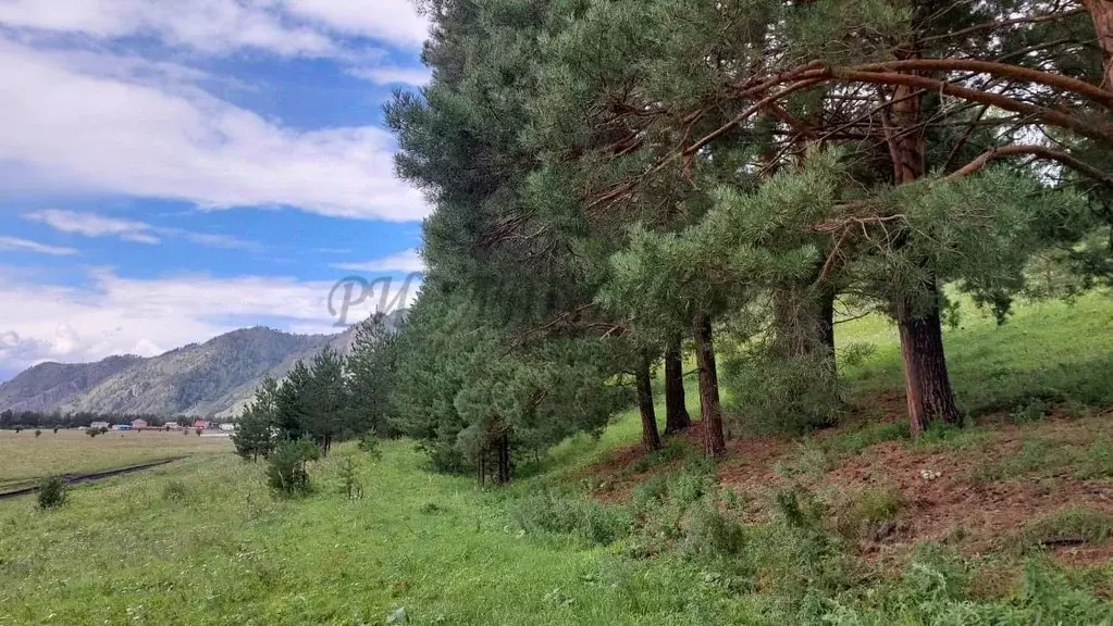 Участок в Алтай, Чемальский район, Узнезинское с/пос, с. Узнезя ул. ... - Фото 1