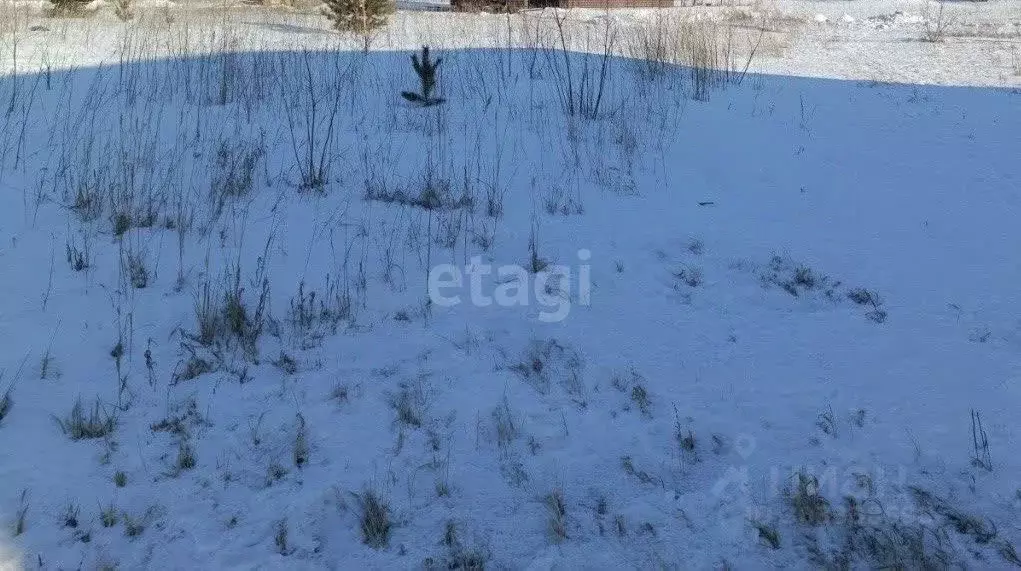 Участок в Алтайский край, Барнаул городской округ, с. Власиха ул. ... - Фото 0