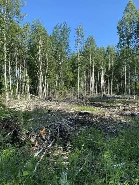 Участок в Тюменская область, Нижнетавдинский район, Строитель ТСН 786 ... - Фото 1