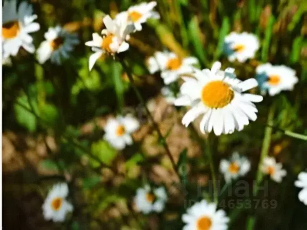 Участок в Ленинградская область, Всеволожский район, Куйвозовское ... - Фото 2