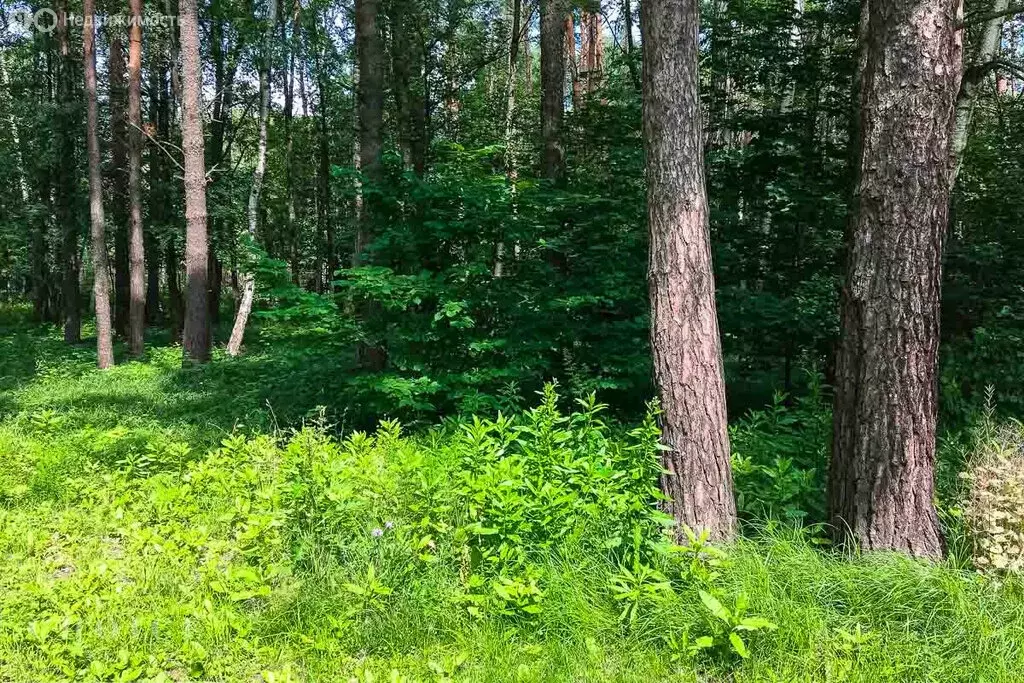 Участок в Одинцовский городской округ, КП Любушкин хутор, 16 (12 м) - Фото 1