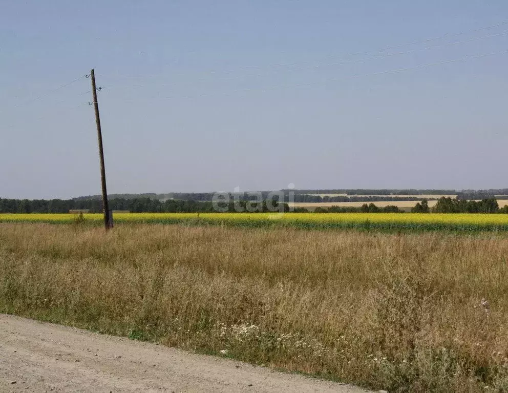 Погода шалап алтайский край