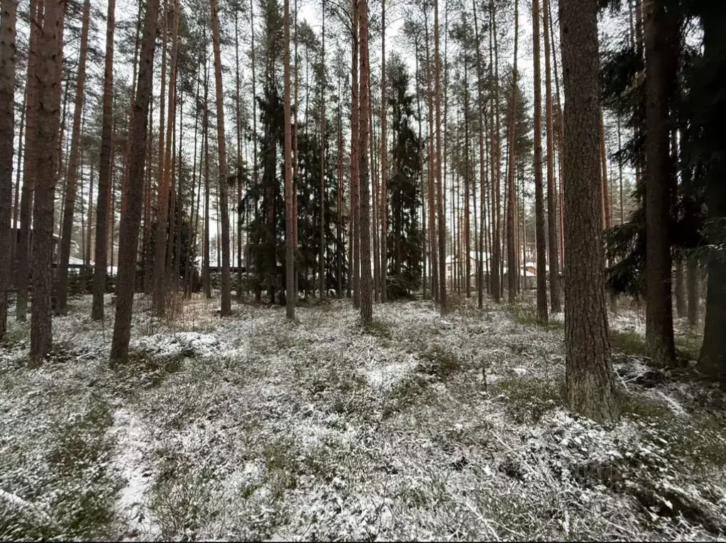 Участок в Ленинградская область, Всеволожский район, Бугровское ... - Фото 1