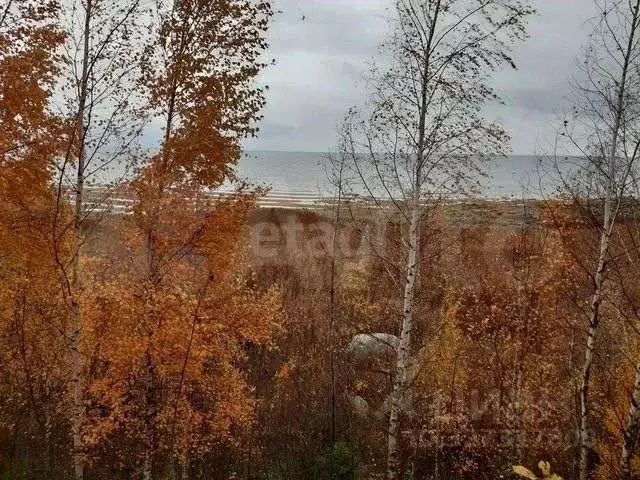 Участок в Псковская область, Печорский муниципальный округ, д. ... - Фото 2