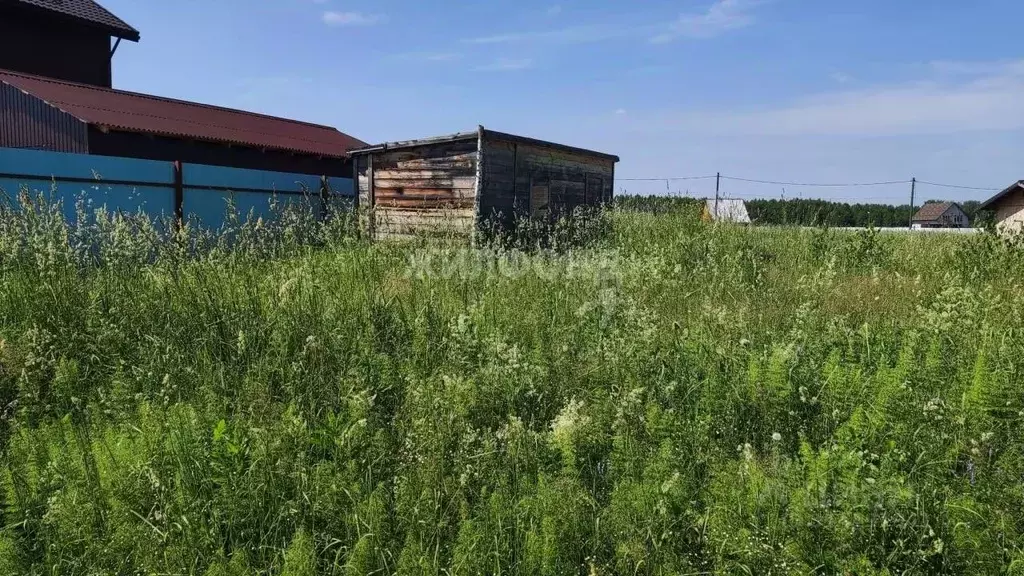 Участок в Новосибирская область, Новосибирский район, Станционный ... - Фото 1