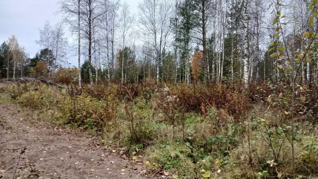 Участок в Ленинградская область, Выборгский район, Красносельское ... - Фото 0