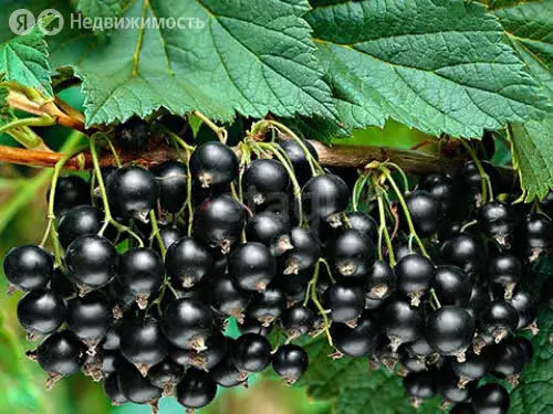 Дом в Златоуст, СНТ № 4 Юбилейный (13.2 м) - Фото 1