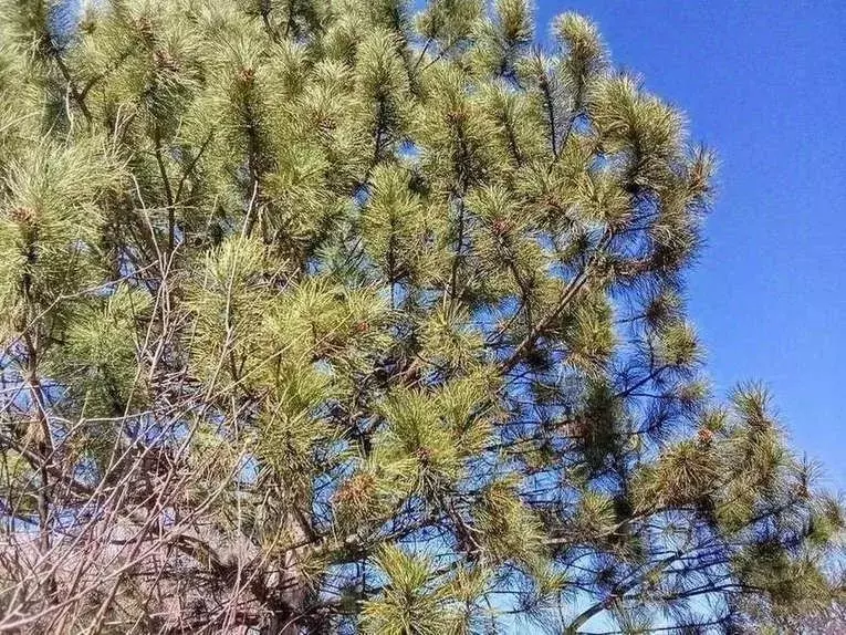 Участок в Самарская область, Самара Московское шоссе, 19-й км (6.0 ... - Фото 2