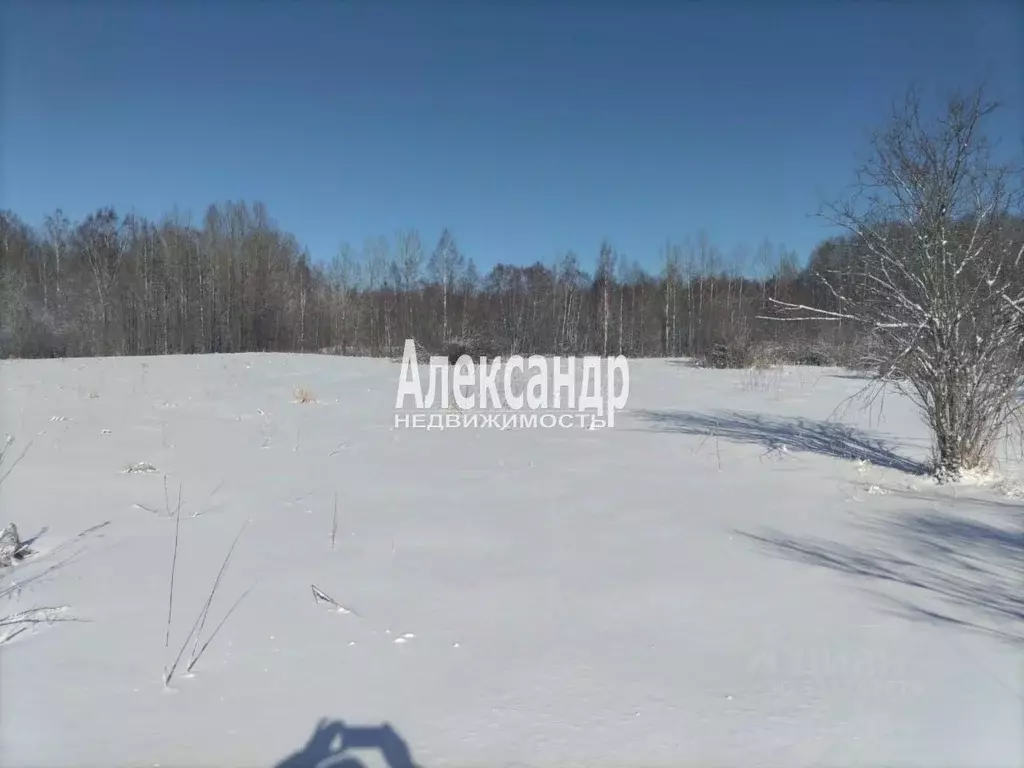 Участок в Ленинградская область, Приозерский район, Ромашкинское ... - Фото 1