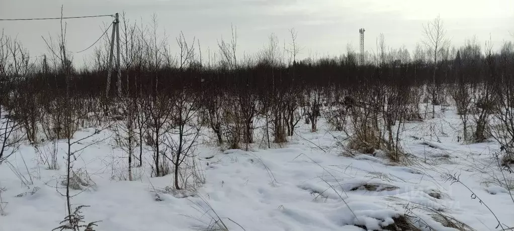 Участок в Нижегородская область, Бор городской округ, д. Каликино пер. ... - Фото 0