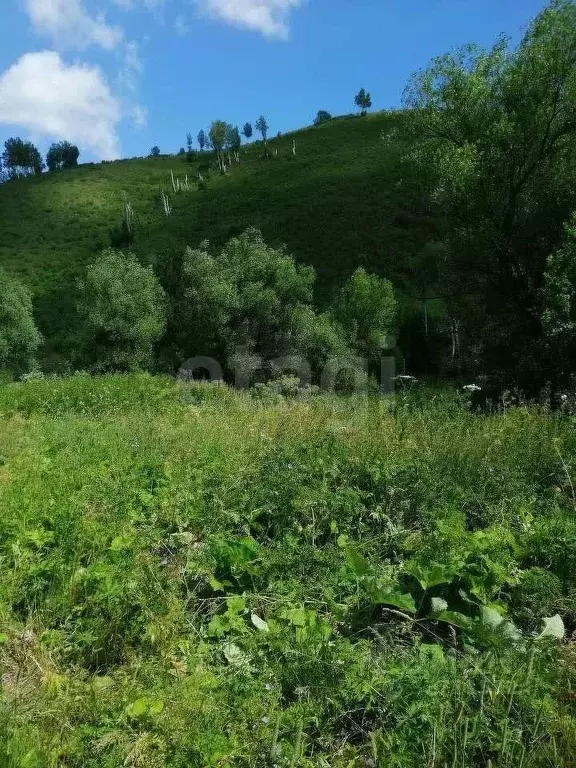 Участок в Алтайский край, Солонешенский район, с. Лютаево  (5941.5 ... - Фото 2
