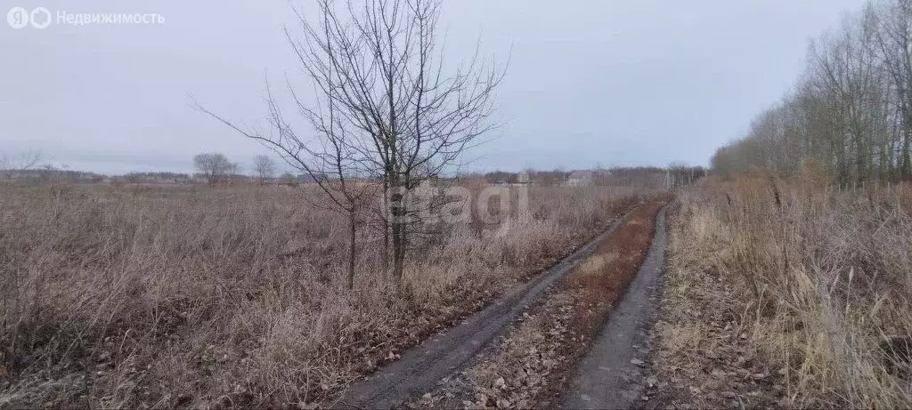 Участок в Рамонский район, Новоживотинновское сельское поселение, ... - Фото 0