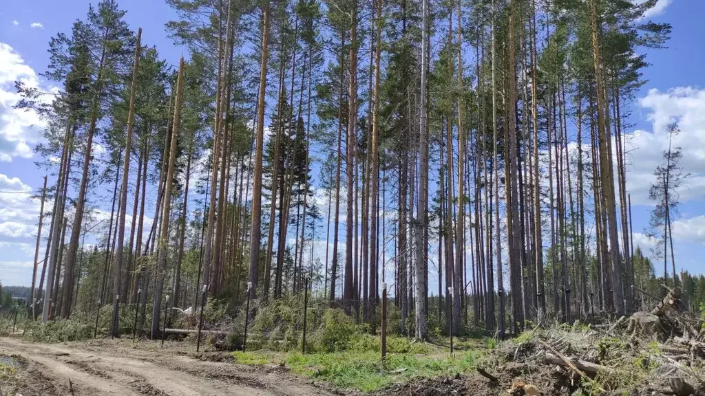 Участок в Свердловская область, Ревда ул. Дубравная (9.65 сот.) - Фото 0