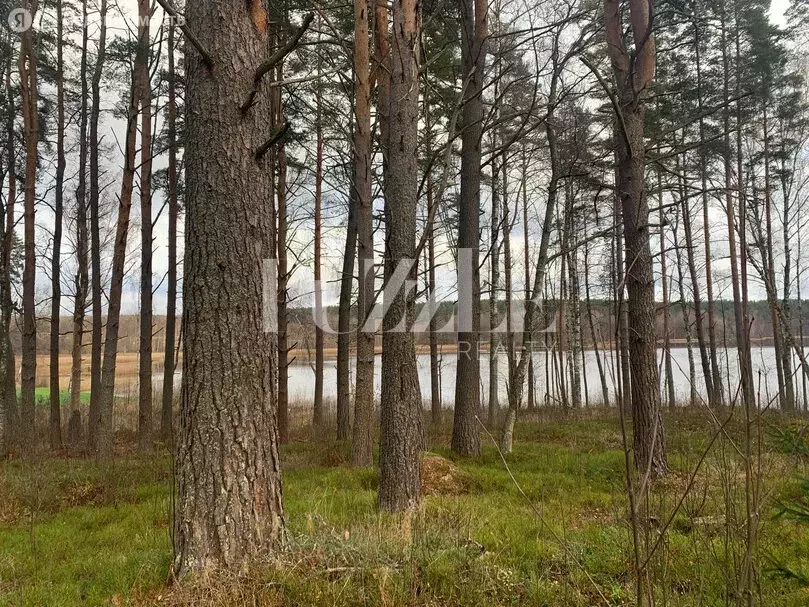 Участок в Громовское сельское поселение, посёлок Гречухино, КП Мишкин ... - Фото 0