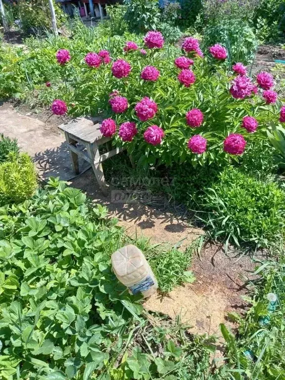 Дом в Оренбургская область, Оренбургский район, Нежинский сельсовет, ... - Фото 1