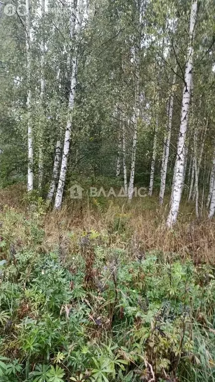 Участок в Владимирская область, Судогодский муниципальный округ, ТСН ... - Фото 2