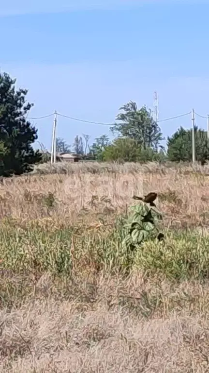 Участок в Ростовская область, Азовский район, Новоалександровское ... - Фото 2