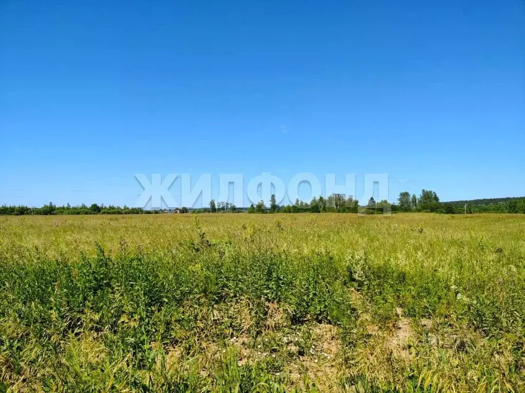 Участок в Новосибирская область, Новосибирский район, Кубовинский ... - Фото 0