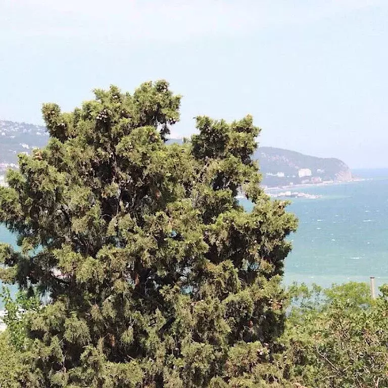 Студия Крым, Ялта ул. Щербака, 17 (18.0 м) - Фото 2