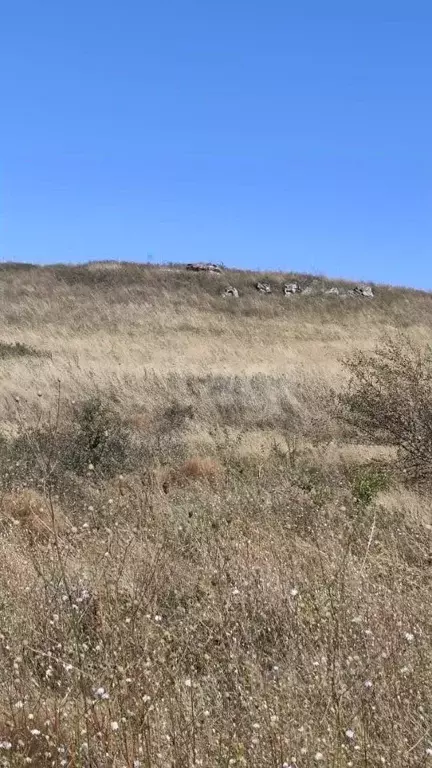 Участок в Ставропольский край, Ставрополь Зори Кавказа садовое ... - Фото 2