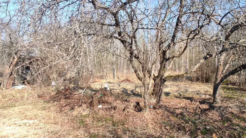 Участок в Ленинградская область, Гатчинский муниципальный округ, Чаща ... - Фото 1