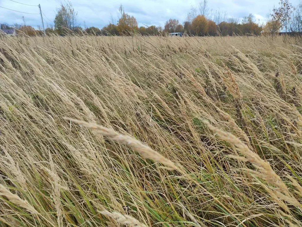 Участок в Московская область, Лотошино муниципальный округ, пос. ... - Фото 1