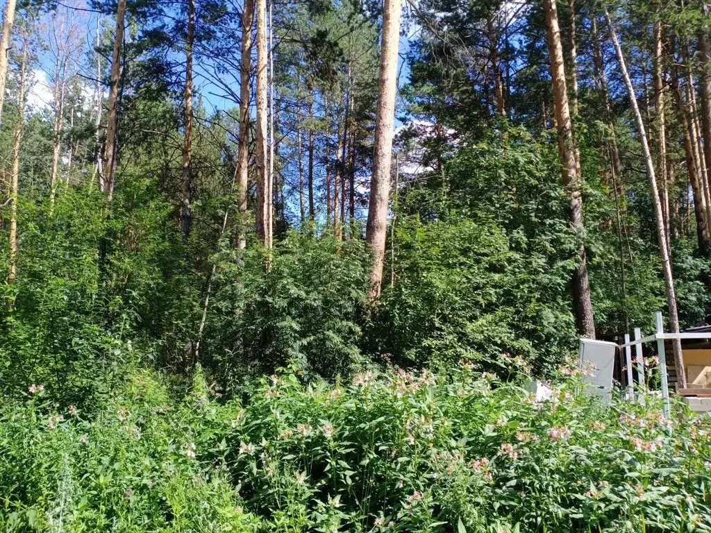 Участок в Свердловская область, Екатеринбург Усадьба-Лес ДНП,  (15.6 ... - Фото 0