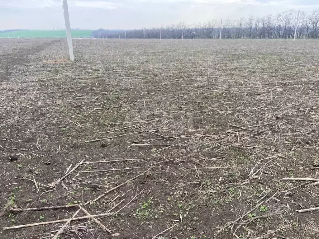 Участок в Ростовская область, Мясниковский район, с. Большие Салы ул. ... - Фото 1
