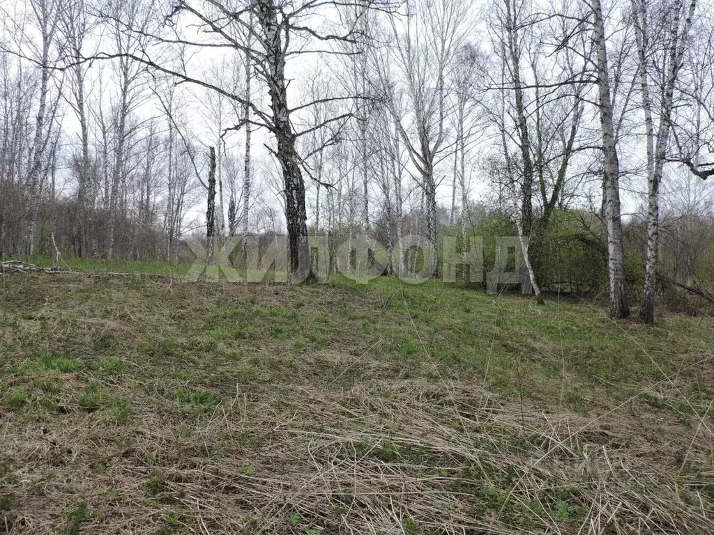 Участок в Новосибирская область, Мошковский район, Долина Имений кп  ... - Фото 1