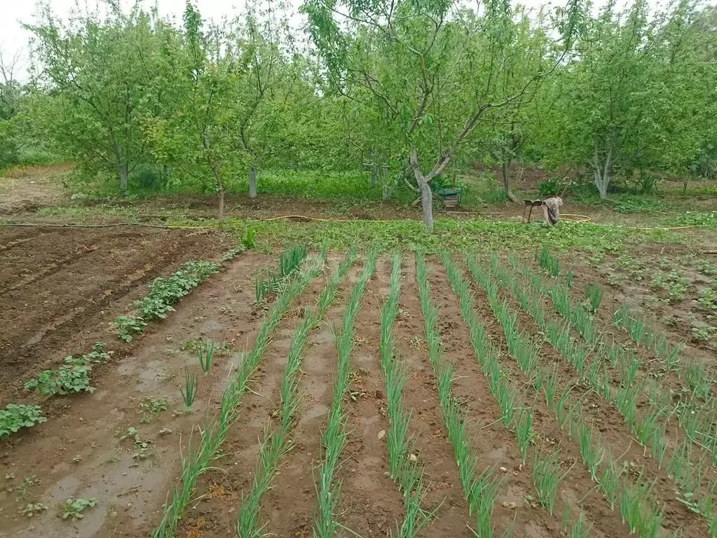 Участок в Крымское, Дачная улица (8 м) - Фото 1