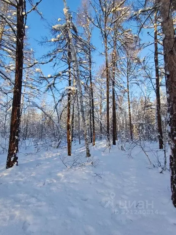 Участок в Саха (Якутия), Якутск городской округ, с. Тулагино  (8.0 ... - Фото 1