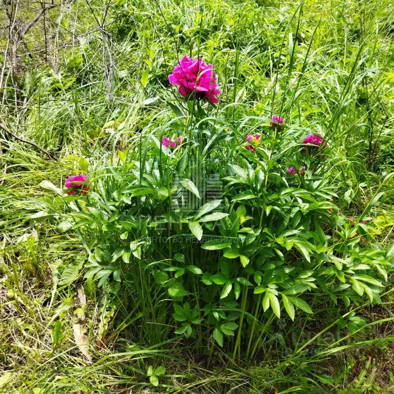 Дом в Владимирская область, Владимир Владимирский городской сад № 2 ... - Фото 1