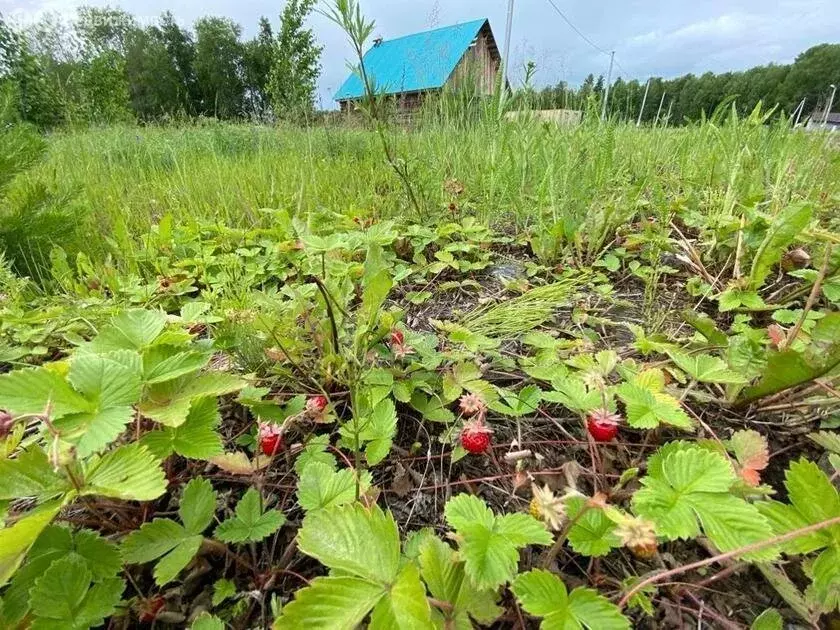 Участок в Ялуторовский район, село Киева (17 м) - Фото 1