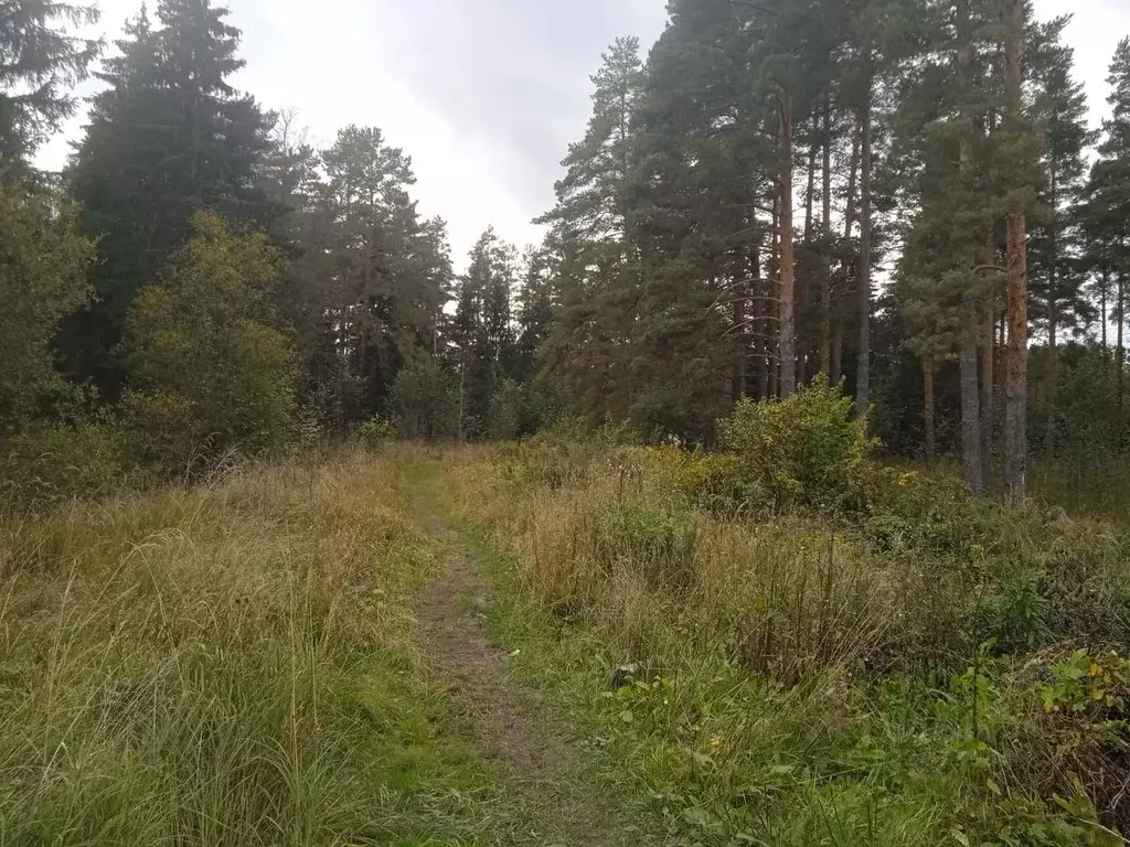 Участок в Ленинградская область, Тосненский район, Трубникоборское ... - Фото 0