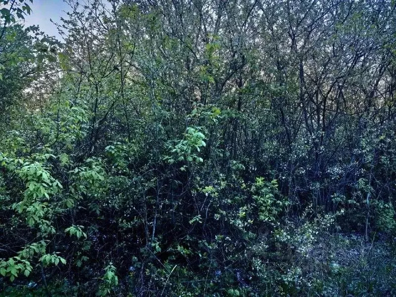 Участок в Самарская область, Кинельский район, Чубовка с/пос, Старая ... - Фото 1