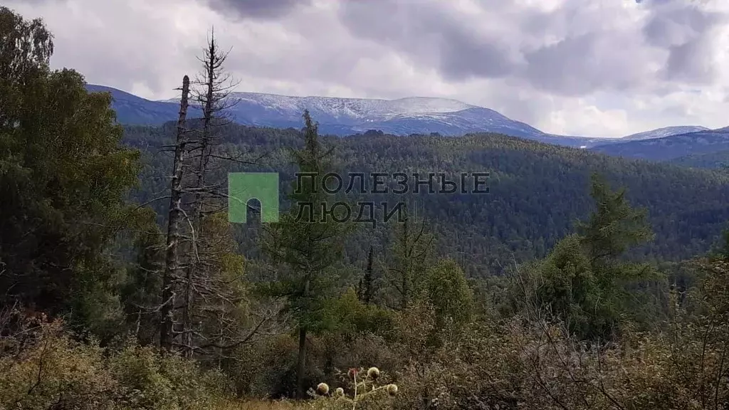 Участок в Алтайский край, Солонешенский район, с. Солонешное  (6830.0 ... - Фото 2