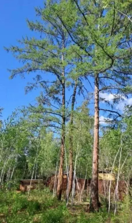 Участок в Саха (Якутия), Якутск городской округ, с. Хатассы  (6.0 ... - Фото 0