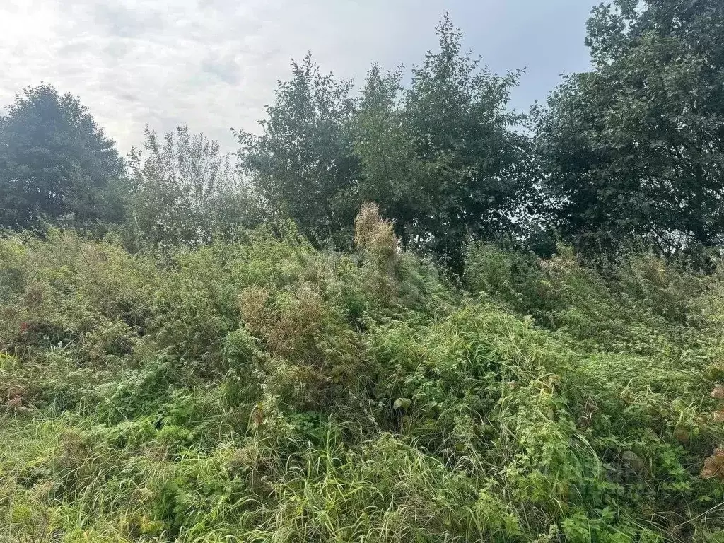 Участок в Калининградская область, Зеленоградский муниципальный округ, ... - Фото 1