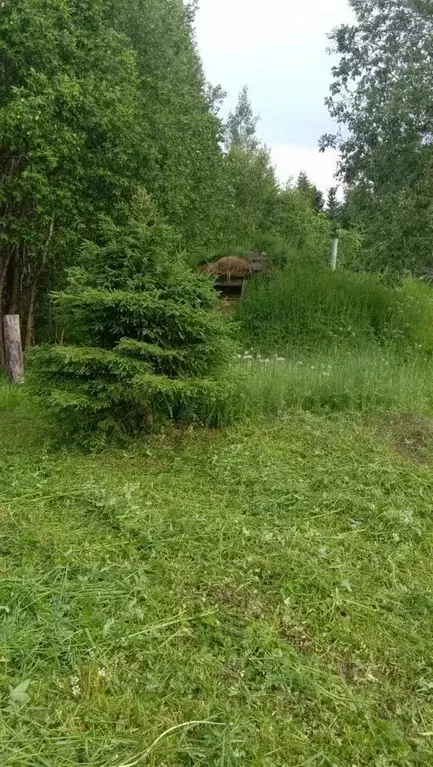 Участок в Ленинградская область, Волховский район, Вындиноостровское ... - Фото 0