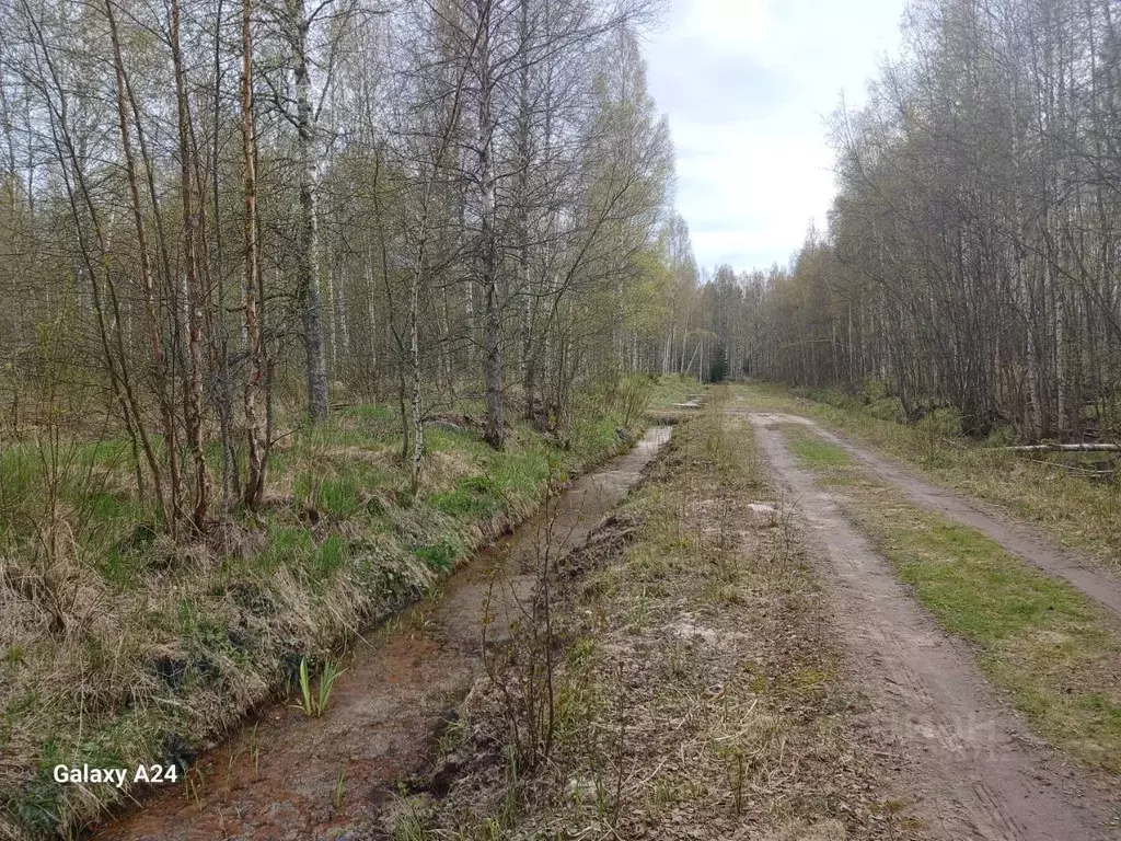 Участок в Ленинградская область, Всеволожский район, Колтушское ... - Фото 1