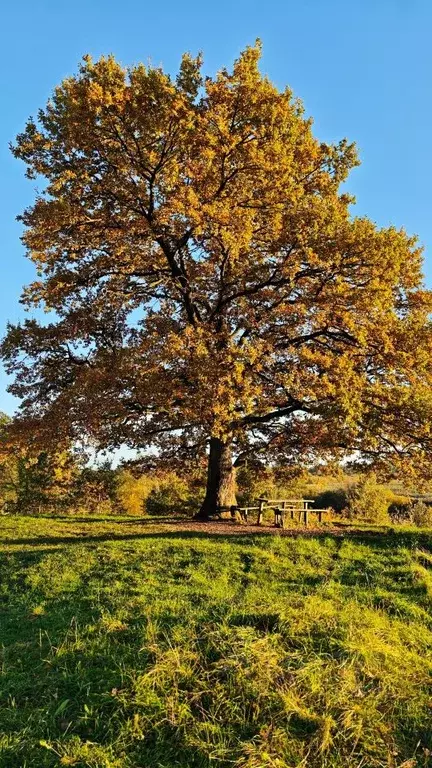 Участок в Калининградская область, Гвардейский муниципальный округ, ... - Фото 1