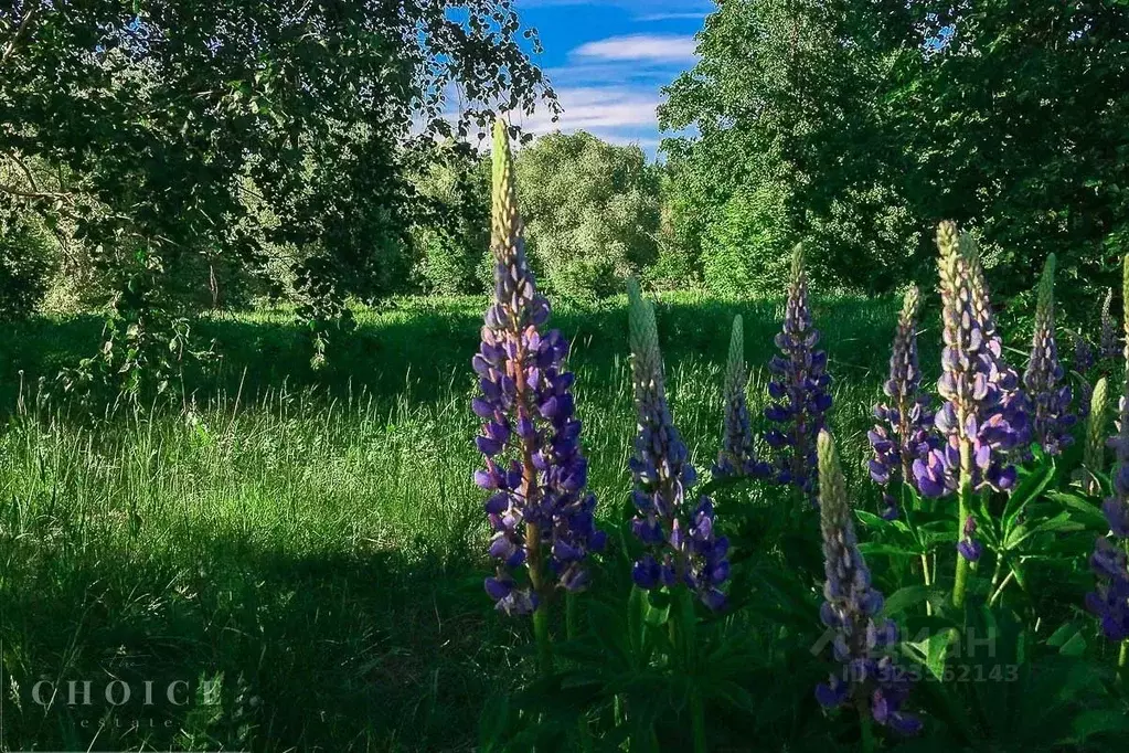 Участок в Московская область, Одинцовский городской округ, д. ... - Фото 2