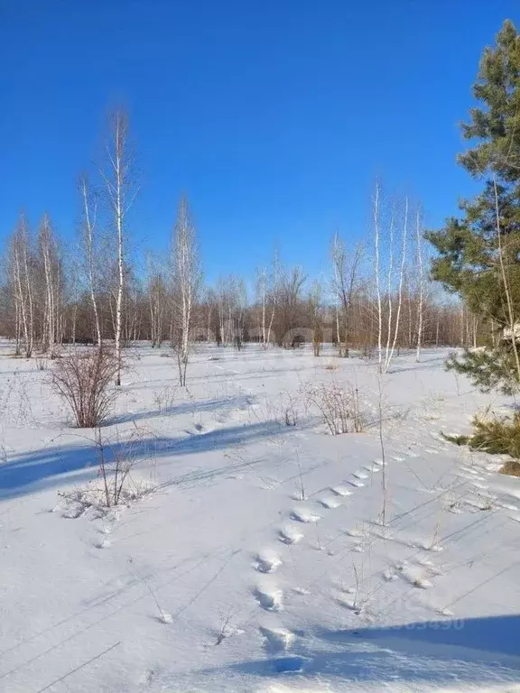 Участок в Воронежская область, с. Новая Усмань ул. Виноградная (10.0 ... - Фото 0