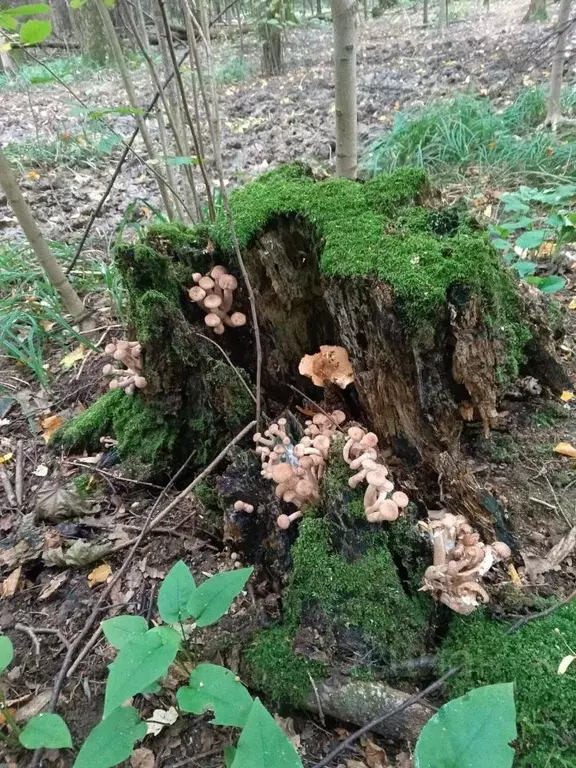Участок в Липецкая область, Хлевенский муниципальный округ, с. ... - Фото 1