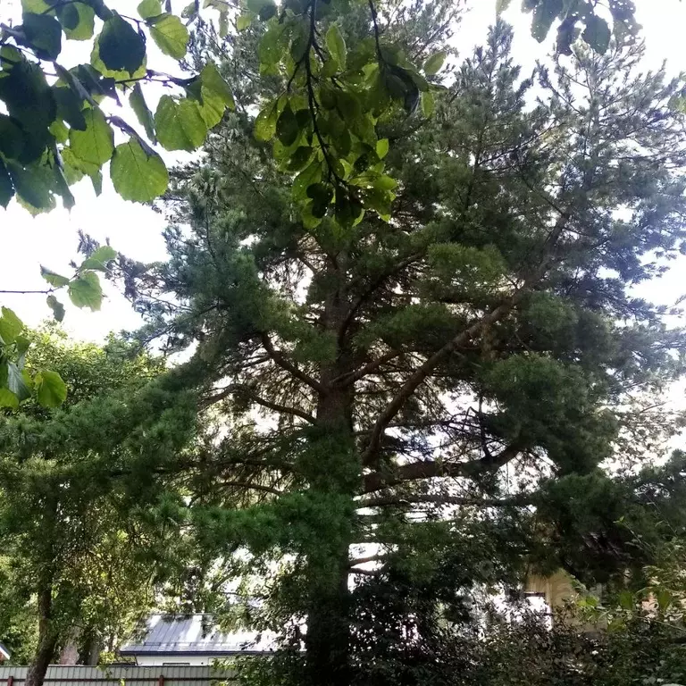 Участок в Ленинградская область, Гатчинский муниципальный округ, ... - Фото 2