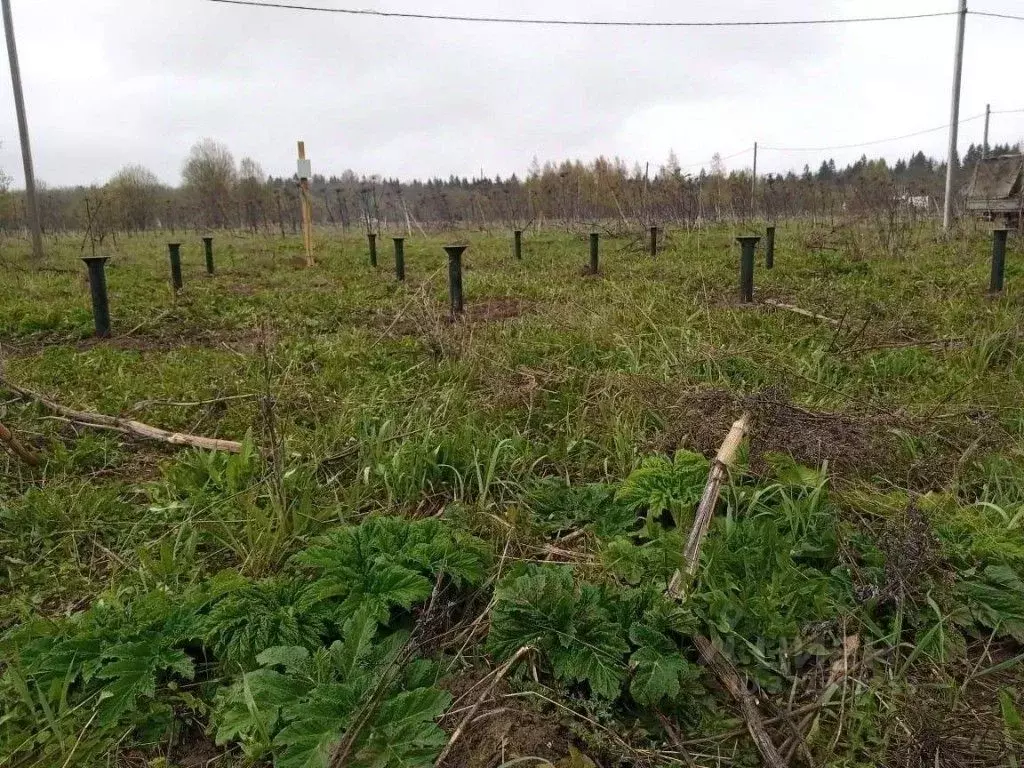 Участок в Ленинградская область, Волосовский район, Большеврудское ... - Фото 2