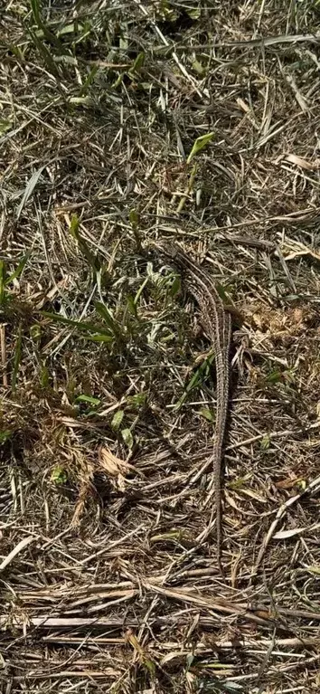 Участок в Рязанская область, Рязанский муниципальный округ, Льговское ... - Фото 2