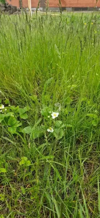 Дом в Новосибирская область, Искитимский район, Листвянский сельсовет, ... - Фото 1